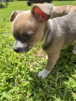 Blue , a female Chihuahua for sale in Galion, OH – 2 of 3