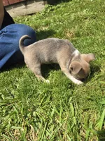 Blue , a female Chihuahua for sale in Galion, OH – 3 of 3