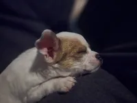 White, a female Chihuahua for sale in Galion, OH – 3 of 3