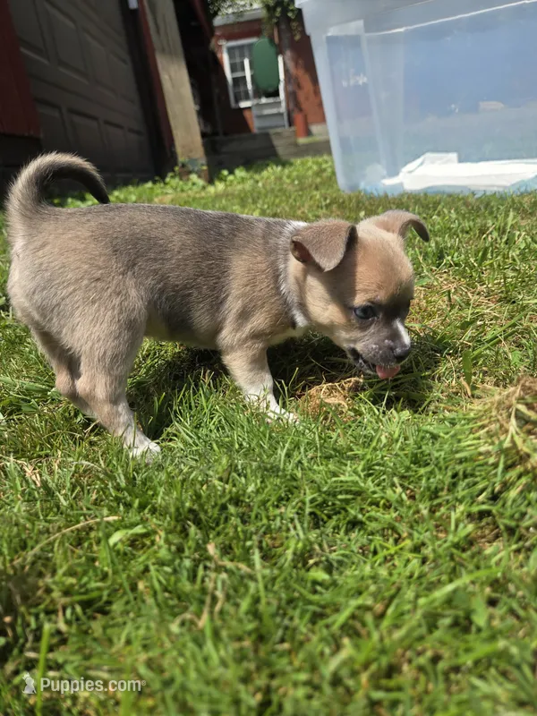 Blue  – Chihuahua puppy for sale in Galion, OH
