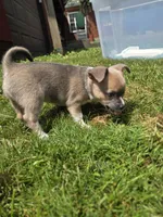 Blue , a female Chihuahua for sale in Galion, OH – 1 of 3