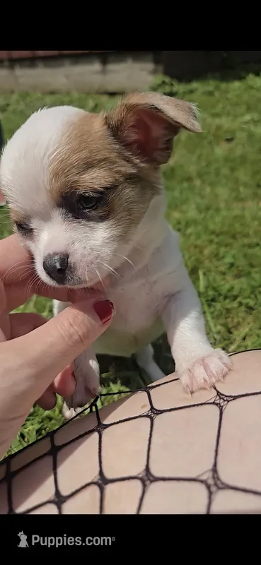 White – Chihuahua puppy for sale in Galion, OH