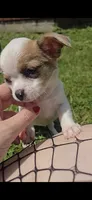 White, a female Chihuahua for sale in Galion, OH – 1 of 3