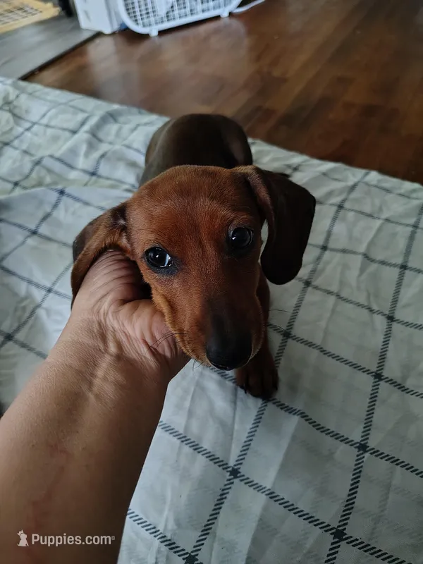 Dolly – Miniature Dachshund puppy for sale in Liberty, TX