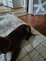 Dolly, a female Miniature Dachshund for sale in Liberty, TX – Photo 2 of 4