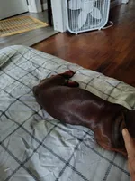 Dolly, a female Miniature Dachshund for sale in Liberty, TX – Photo 3 of 4