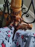 Dolly, a female Miniature Dachshund for sale in Liberty, TX – Photo 4 of 4