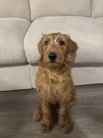 Saint , a male Labradoodle for sale in Dallas, TX – Photo 1 of 4