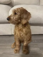 Saint , a male Labradoodle for sale in Dallas, TX – Photo 3 of 4