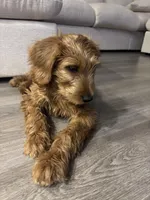 Saint , a male Labradoodle for sale in Dallas, TX – Photo 4 of 4