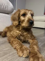 Saint , a male Labradoodle for sale in Dallas, TX – Photo 2 of 4