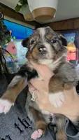 "Betty", a female Australian Shepherd for sale in Lake Geneva, WI – 7 of 10
