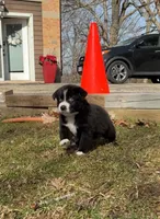  Bear, a male Australian Shepherd for sale in Lake Geneva, WI – Photo 5 of 10