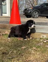  Bear, a male Australian Shepherd for sale in Lake Geneva, WI – Photo 8 of 10
