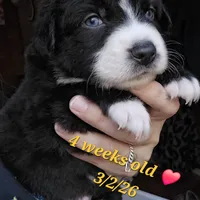 Bear, a male Australian Shepherd for sale in Lake Geneva, WI – Photo 7 of 10