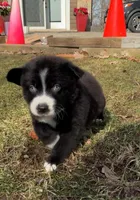  Bear, a male Australian Shepherd for sale in Lake Geneva, WI – Photo 4 of 10