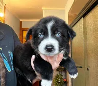  Bear, a male Australian Shepherd for sale in Lake Geneva, WI – Photo 6 of 10