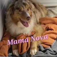  Bear, a male Australian Shepherd for sale in Lake Geneva, WI – Photo 9 of 10