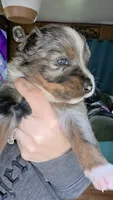 "Betty", a female Australian Shepherd for sale in Lake Geneva, WI – 3 of 10