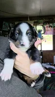 "Eugene", a male Australian Shepherd for sale in Lake Geneva, WI – 2 of 9