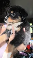 "Gina", a female Australian Shepherd for sale in Lake Geneva, WI – 3 of 10