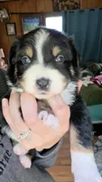 Junior, a male Australian Shepherd for sale in Lake Geneva, WI – 3 of 9