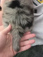 "Betty", a female Australian Shepherd for sale in Lake Geneva, WI – 10 of 10