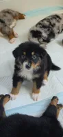 "Gina", a female Australian Shepherd for sale in Lake Geneva, WI – 9 of 10