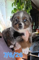 "Betty", a female Australian Shepherd for sale in Lake Geneva, WI – 1 of 10