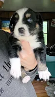 "Frida", a female Australian Shepherd for sale in Lake Geneva, WI – 9 of 9