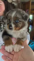 "Betty", a female Australian Shepherd for sale in Lake Geneva, WI – 6 of 10