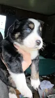 "Frida", a female Australian Shepherd for sale in Lake Geneva, WI – 3 of 9