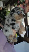 "Gerty", a female Australian Shepherd for sale in Lake Geneva, WI – 6 of 10