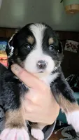 "Bobby", a male Australian Shepherd for sale in Lake Geneva, WI – 9 of 10