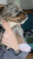 "Betty", a female Australian Shepherd for sale in Lake Geneva, WI – 8 of 10