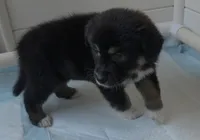 Pearl , a female Australian Shepherd for sale in Lake Geneva, WI – Photo 7 of 7