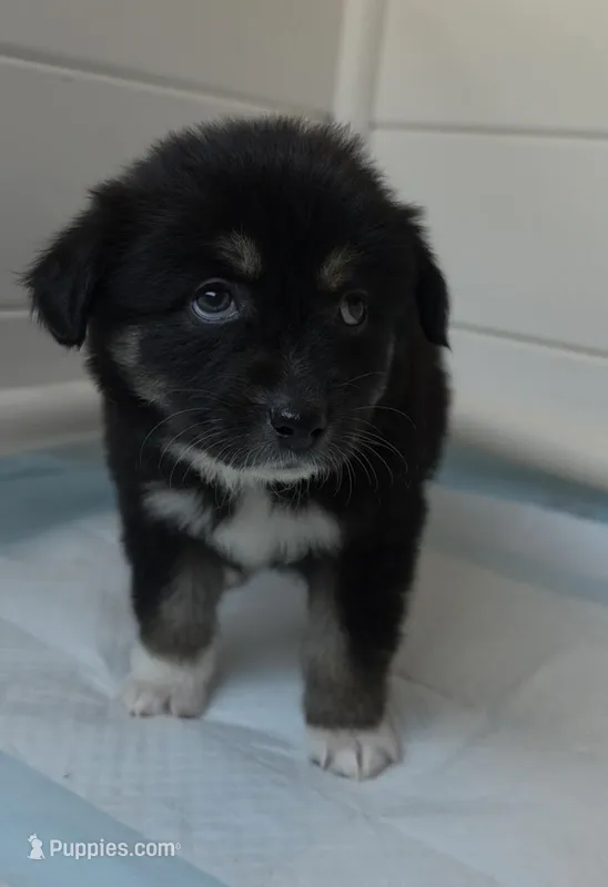 Pearl , a female Australian Shepherd for sale in Lake Geneva, WI – Photo 1 of 7