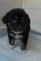 Pearl , a female Australian Shepherd for sale in Lake Geneva, WI – Photo 1 of 7