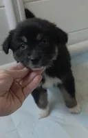Pearl , a female Australian Shepherd for sale in Lake Geneva, WI – Photo 6 of 7