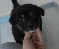 Pearl , a female Australian Shepherd for sale in Lake Geneva, WI – Photo 5 of 7