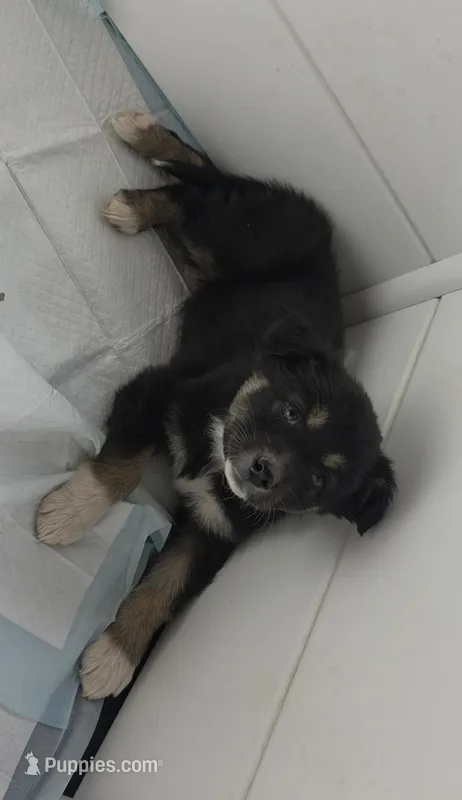 Pearl  – Australian Shepherd puppy for sale in Lake Geneva, WI