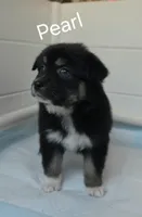 Pearl , a female Australian Shepherd for sale in Lake Geneva, WI – Photo 2 of 7