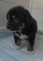 Pearl , a female Australian Shepherd for sale in Lake Geneva, WI – Photo 3 of 7