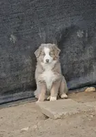 Lyra, a female Australian Shepherd for sale in Lake Geneva, WI – Photo 3 of 7