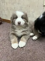 Lyra, a female Australian Shepherd for sale in Lake Geneva, WI – Photo 1 of 7