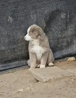 Lyra, a female Australian Shepherd for sale in Lake Geneva, WI – Photo 7 of 7