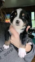 "Bobby", a male Australian Shepherd for sale in Lake Geneva, WI – 4 of 10