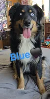 June, a  Australian Shepherd for sale in Lake Geneva, WI – 2 of 4