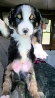 "Richard", a male Australian Shepherd for sale in Lake Geneva, WI – 4 of 9