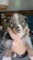 "Betty", a female Australian Shepherd for sale in Lake Geneva, WI – 9 of 10
